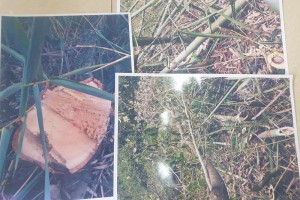 Sau bài viết phản ánh rừng bị hủy hoại tại huyện Lâm Hà: Tỉnh Lâm Đồng yêu cầu xử lý dứt điểm trong tháng 4/2022
