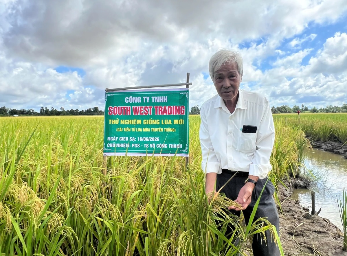 An Giang: Ra mắt giống lúa mới, chịu mặn, năng suất vượt trội